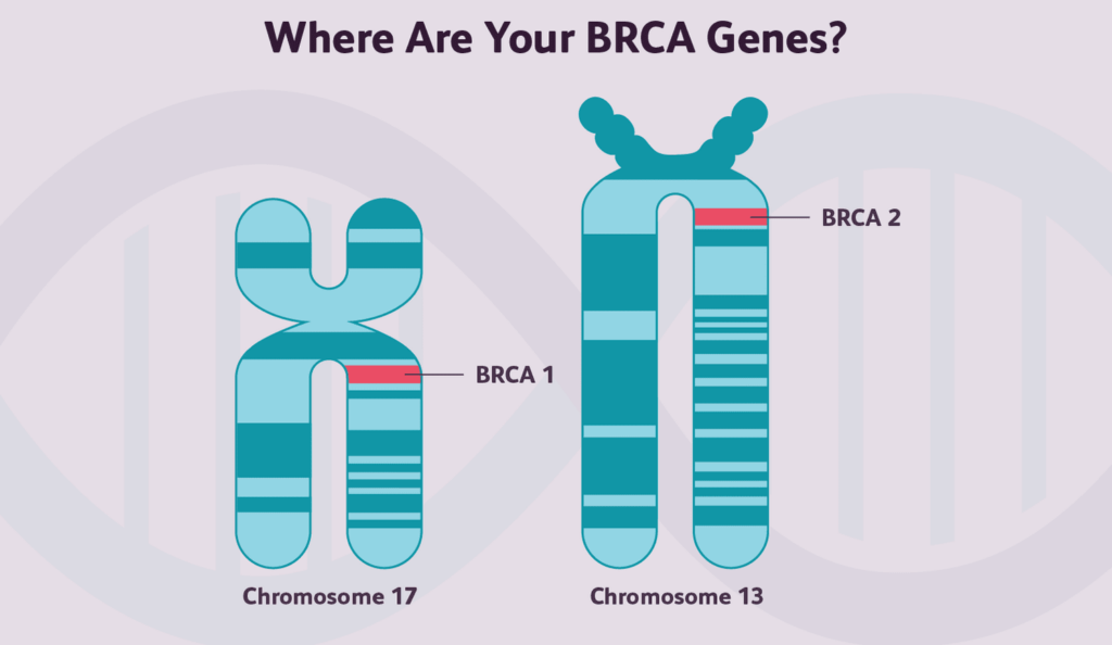BRCA genes link to cancer risk