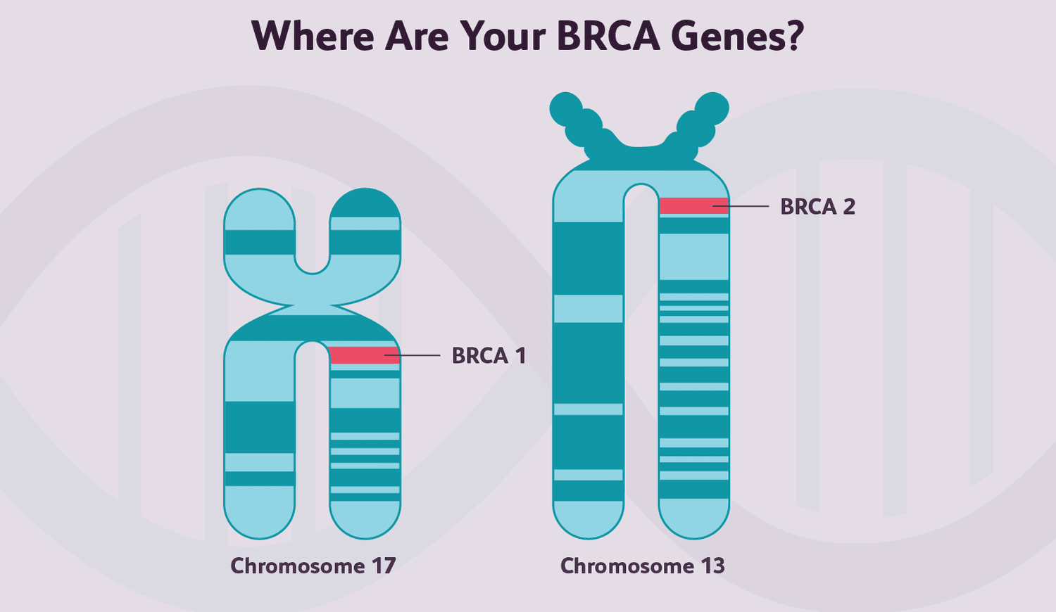 role-of-brca-mutations-in-breast-cancer-survival-4158206-color-V1-c9673d1527664e3b9fb2824e3725ea9d-3